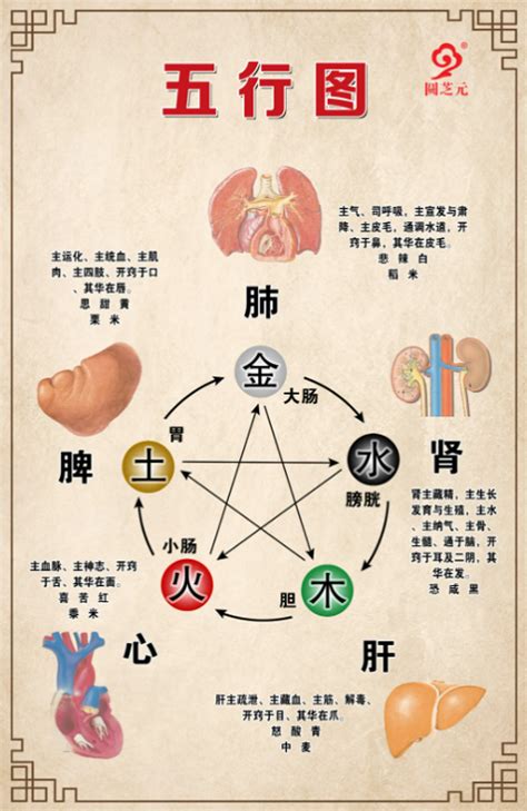 五行 身體部位|“五行”和“身体部位”对照表